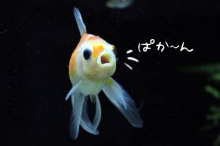 プレコ土管と金魚のお口 ｏ 艸 ｏ Wancory わんコリ