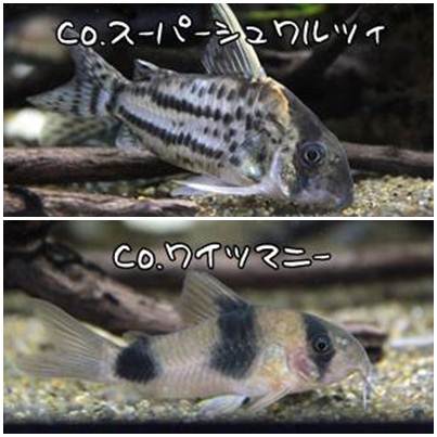 コリドラス紹介 1cm水槽編その1 Wancory わんコリ