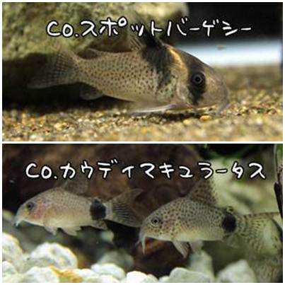 コリドラス紹介 1cm水槽編その2 Wancory わんコリ